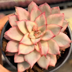 Variegated succulent rosette in a 3 in pot, peach and cream with pink tips