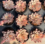 Collection of variegated succulent rosettes in 3 in pots, peach and cream with pink edges