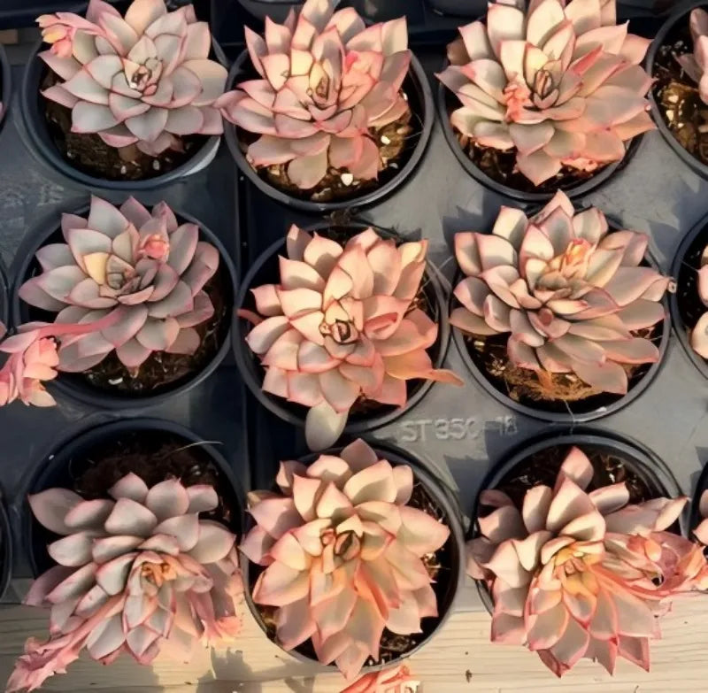 Collection of variegated succulent rosettes in 3 in pots, peach and cream with pink edges