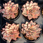 Multiple variegated succulent rosettes in 3 in pots, cream petals with pink margins