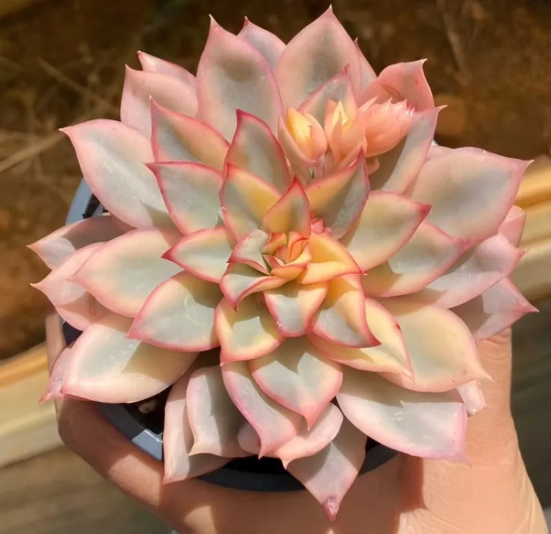 Variegated succulent rosette in a small black 4-inch pot, pink and cream leaves