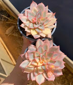 Two variegated succulent rosettes in small black pots, pale pink and cream