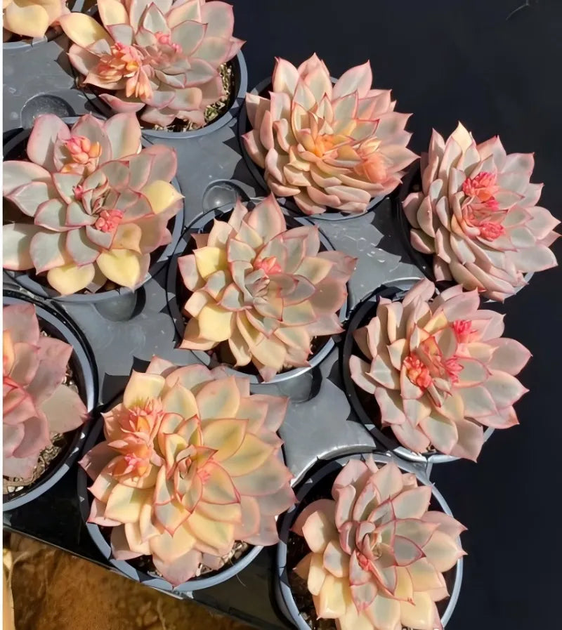 Assorted variegated succulent rosettes in black pots, pale pink, cream, coral centers