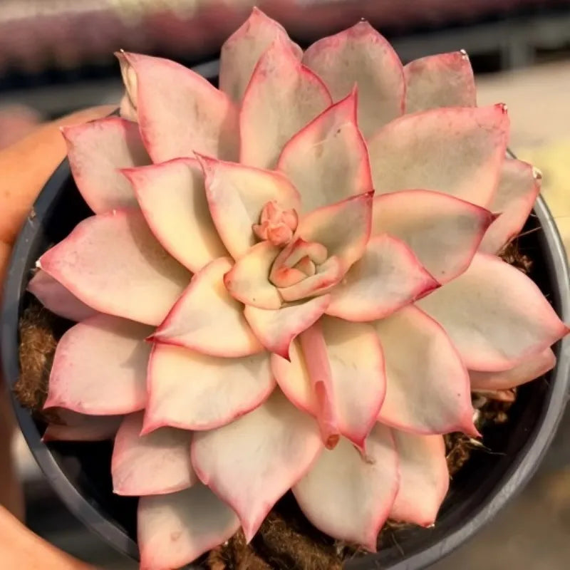 Variegated succulent rosette in a 3 in pot, cream centers with pink-edged petals