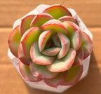 Succulent rosette in small white pot, layered green leaves with pink-red edges