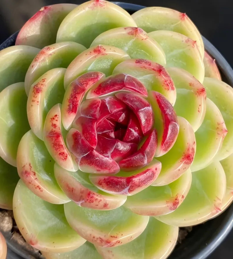 Succulent rosette in small pot, pale green petals with red speckled tips