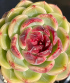 Succulent rosette in small pot, pale green petals with deep red center