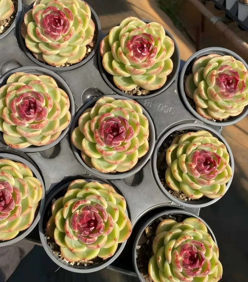 Set of small succulent pots, green rosettes with red centers and speckled tips