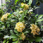 Orange jasmine shrub with cream-yellow flower clusters and glossy dark green leaves