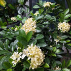 Jasmine shrub with white-cream blossoms and glossy dark green oval leaves