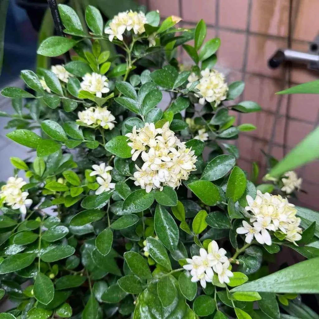 Jasmine shrub with small white-cream blossoms and glossy dark green leaves