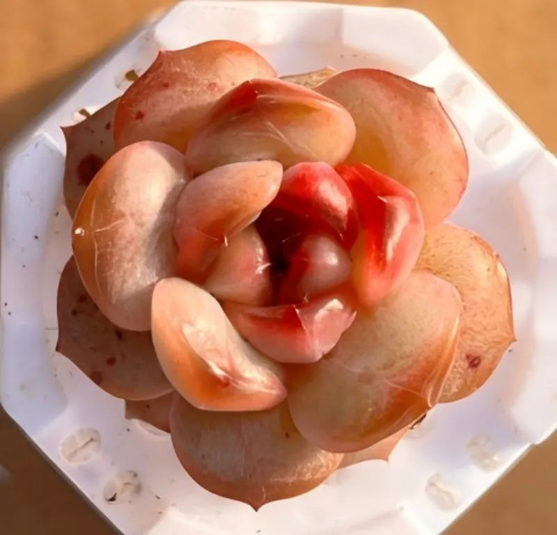 2'' orb pot with layered succulent rosette, orange-red and cream petals in white tray