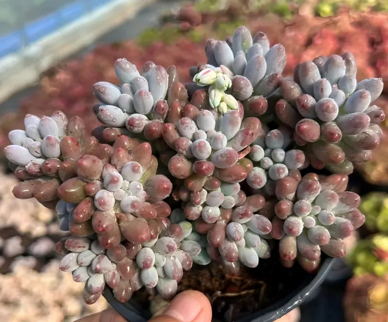 Baby Finger succulent cluster with blue-gray finger leaves and pinkish tips in pot
