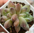 Pachyphytum Compactum succulent rosette, muted green leaves with pink margins