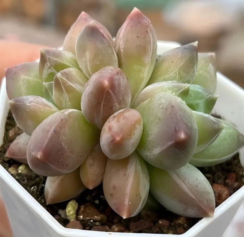 Pachyphytum Compactum succulent rosette in a white pot, green leaves with pink blush