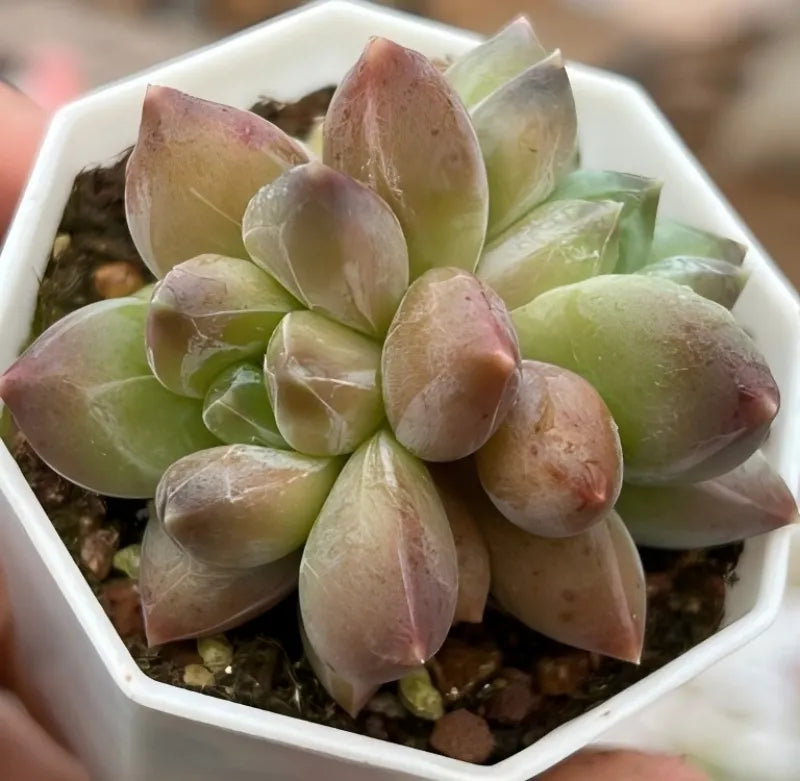 Pachyphytum Compactum succulent with rosette of pale green leaves, pink tips