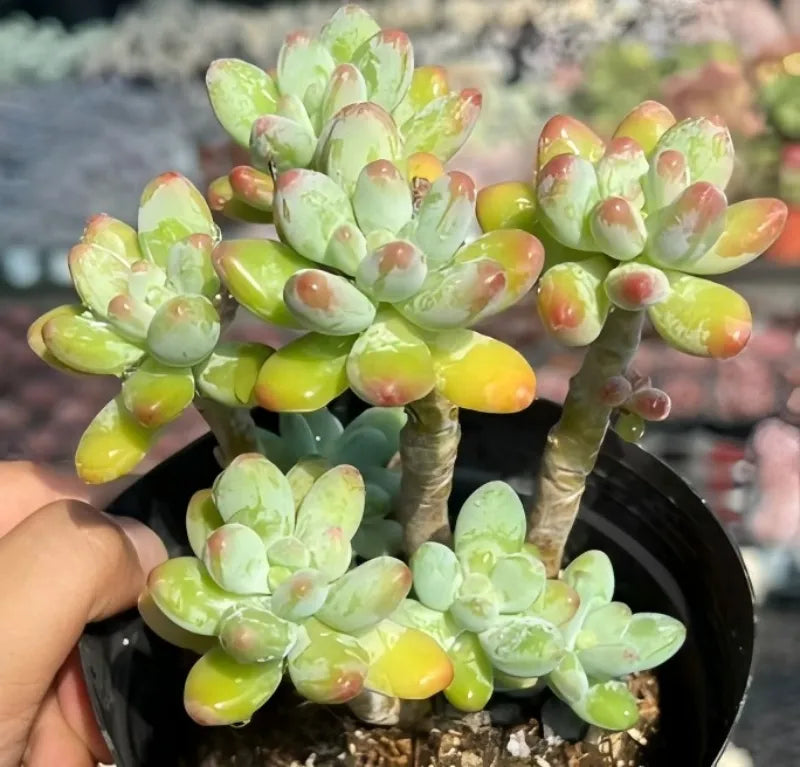 Apple cheese succulent in black pot, lime green leaves with red tips and yellow centers