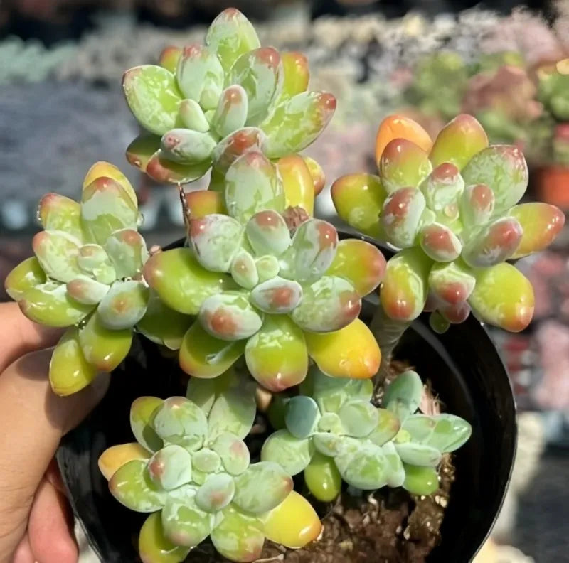 Apple cheese succulent cluster in black pot, glossy green rosettes with orange-yellow and red tips