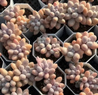 Group of echeveria succulents in a tray, pastel rosette plants in hexagonal cells