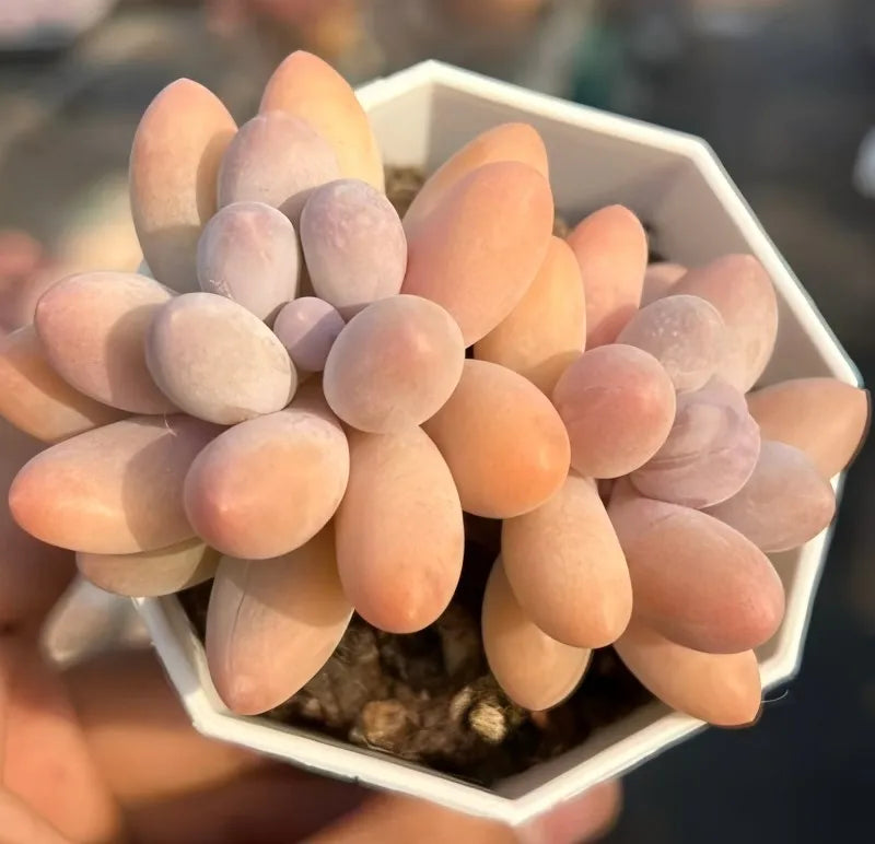 Echeveria succulent rosette with pastel pink and lavender leaves in a hexagonal pot