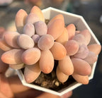 Echeveria succulent rosette with pastel pink and lavender leaves in a hexagonal pot
