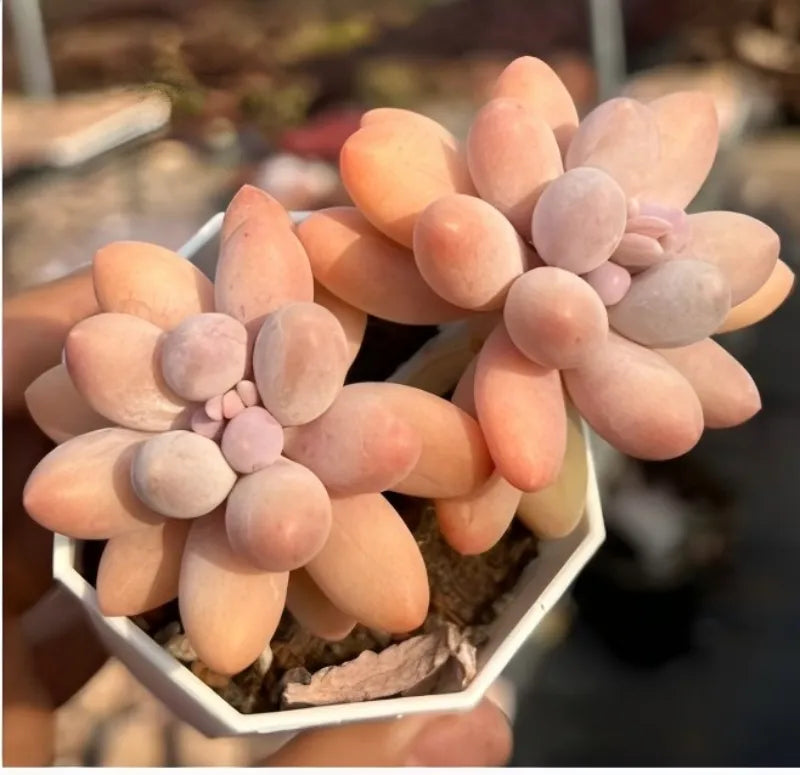 Echeveria succulent rosette with peach, pink, and lavender leaves in a hexagonal pot