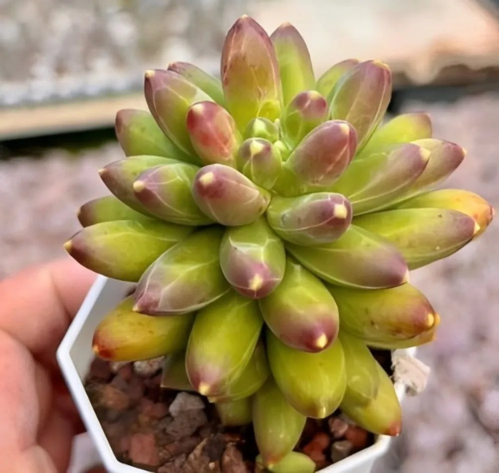 Pachyphytum Compactum succulent rosette, bright green leaves with magenta-tinted tips