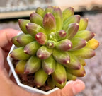 Pachyphytum Compactum succulent rosette, yellow-green leaves with pink mottling