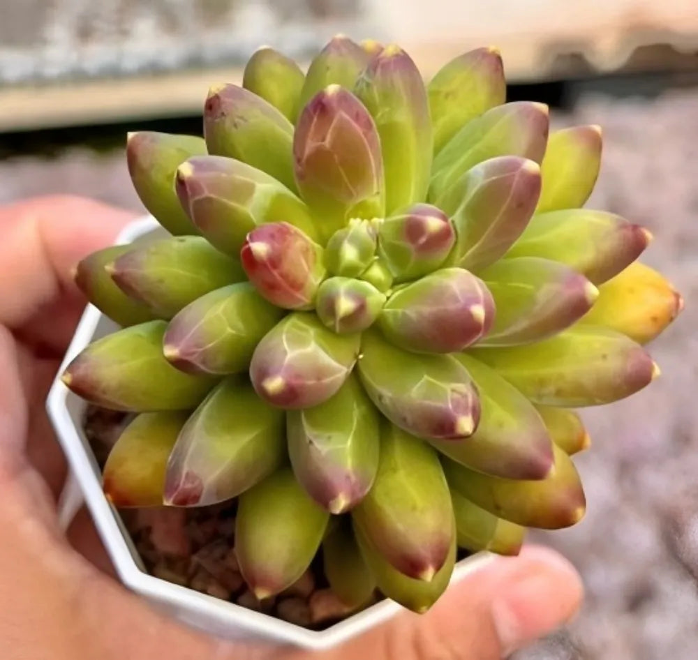 Pachyphytum Compactum succulent rosette, yellow-green leaves with pink mottling