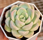 Jade butterfly succulent close-up in white hex pot, pastel mint and cream rosette