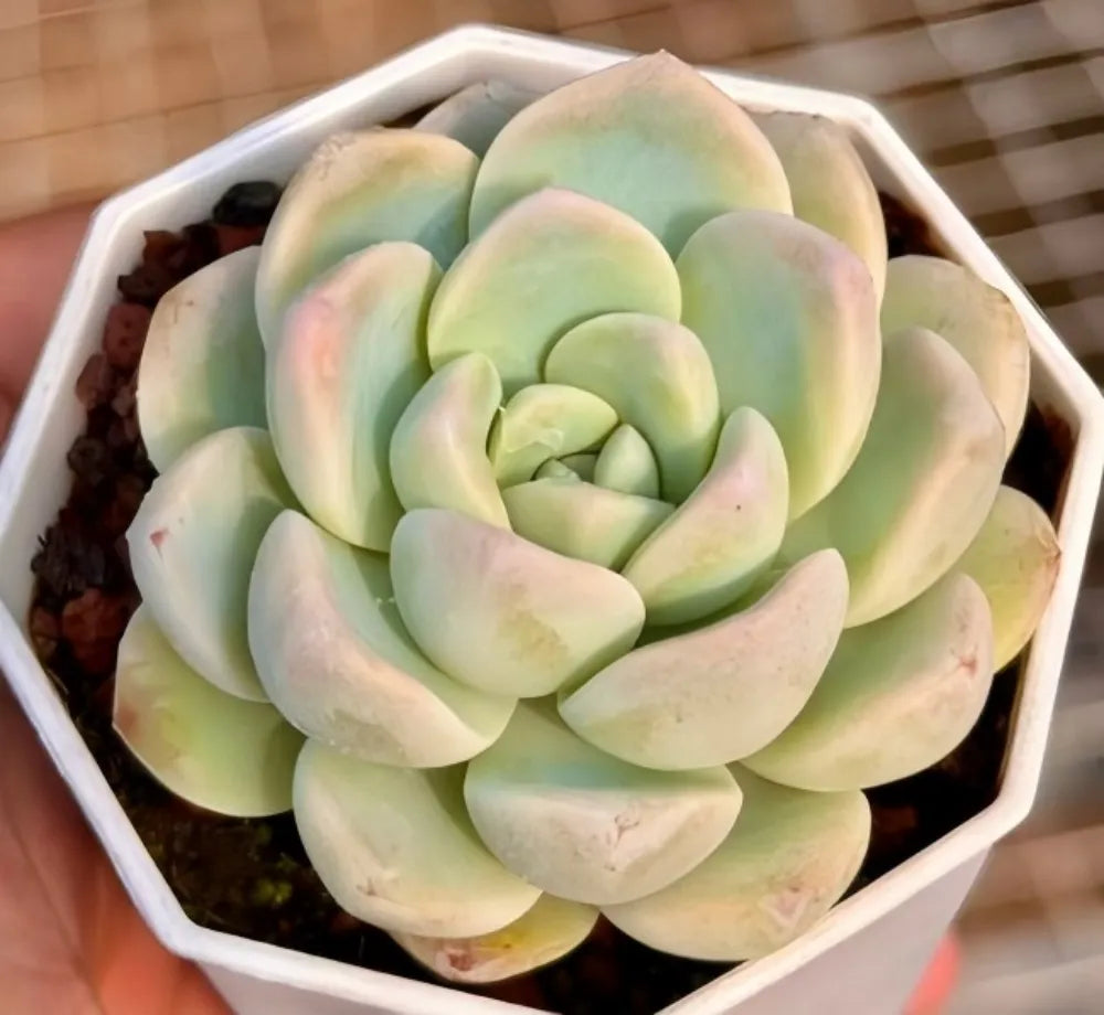 Jade butterfly succulent close-up in white hex pot, pastel mint and cream rosette