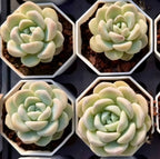 Jade butterfly succulent in white hex pot with pale mint rosette leaves
