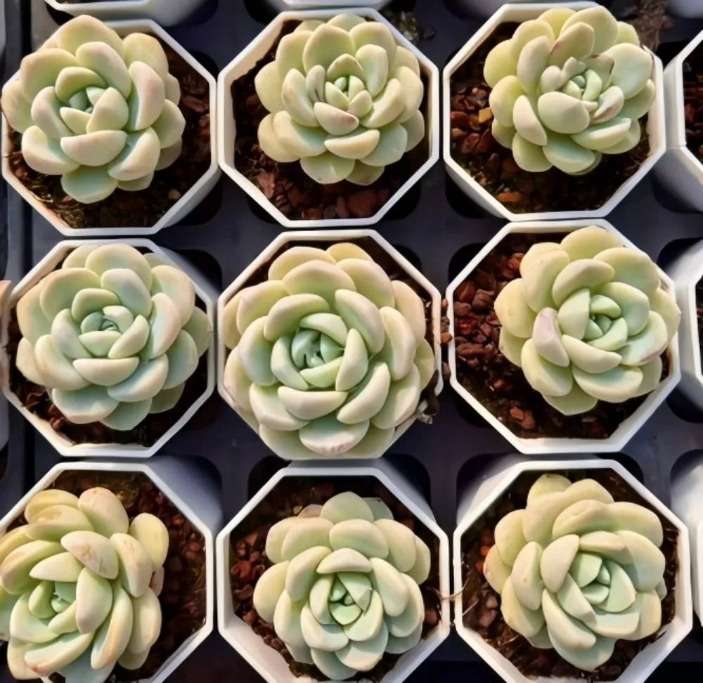 Jade butterfly succulent in white hex pot, layered rosette with light green tips