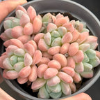 Pot of Pachyveria Red Elaine succulent, pink and pale green rosette leaves