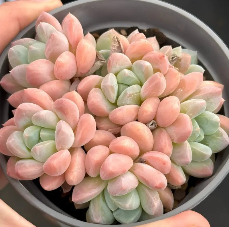 Pot of Pachyveria Red Elaine succulent, pink and pale green rosette leaves