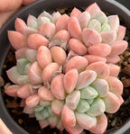 Pachyveria Red Elaine succulent cluster in pot, pink, cream, and pale green rosettes