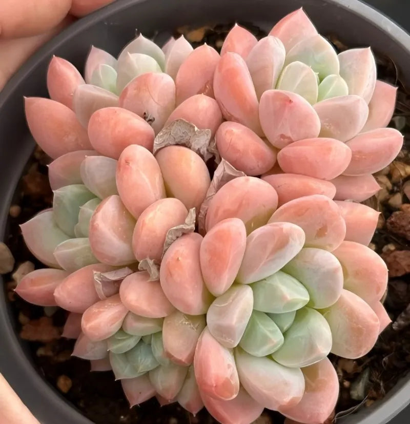 Pachyveria Red Elaine succulent cluster in pot, pink, cream, and pale green rosettes