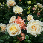 Cream double rose blooms with green leaves and peach bud accents