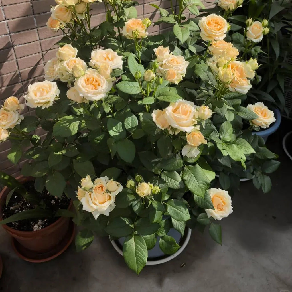 Rose plant with peach-cream blooms and green leaves in two containers