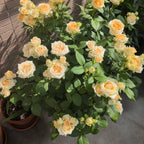 Peach-cream rose plant with double blooms and glossy green leaves in pot