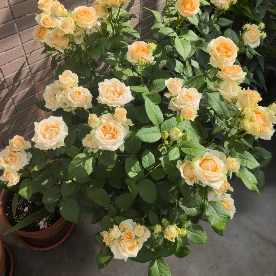 Peach-cream rose plant with double blooms and glossy green leaves in pot