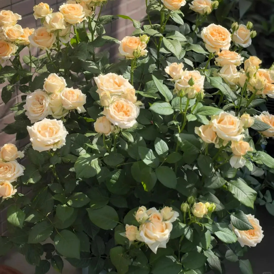 Peach-cream double rose cluster with abundant buds and green foliage