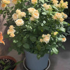 Cluster of peach-cream double roses on a green leafy plant in container