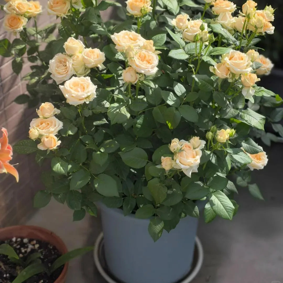 Cluster of peach-cream double roses on a green leafy plant in container