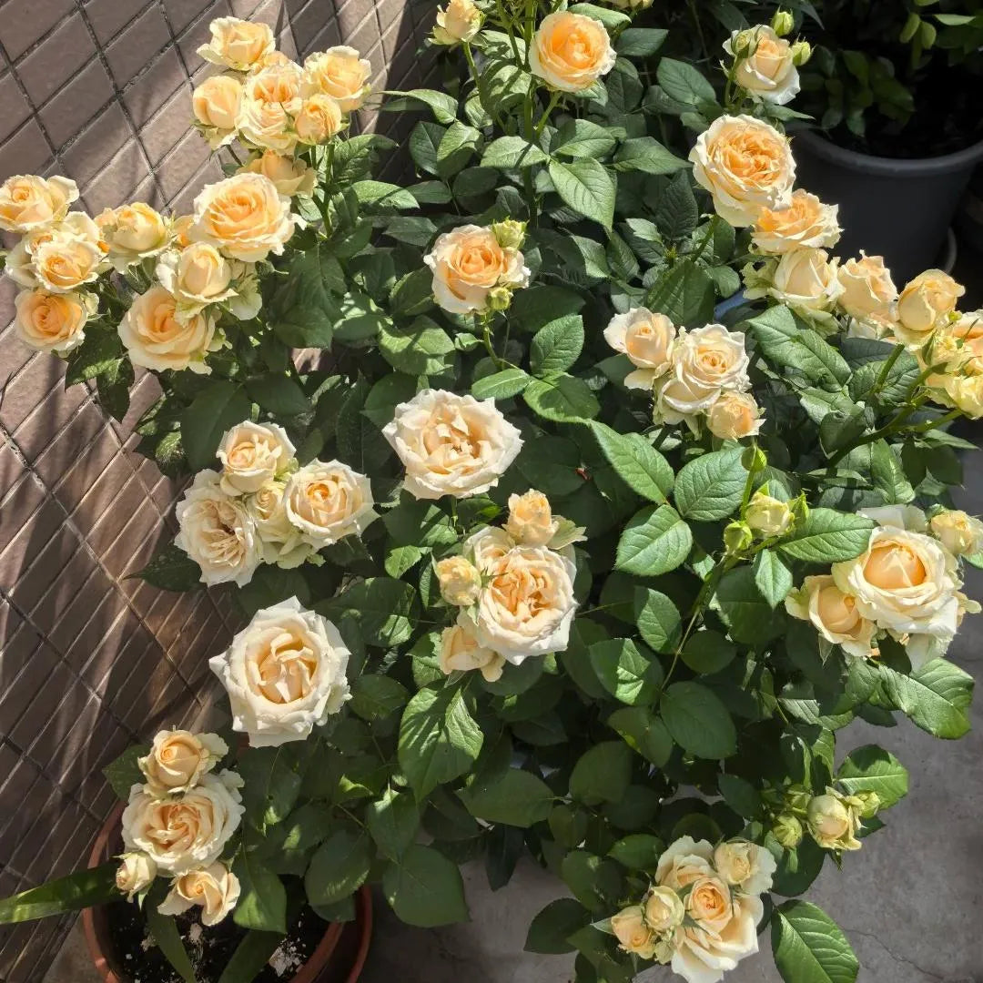 Peach-cream double roses on a green leafy rose plant in pot