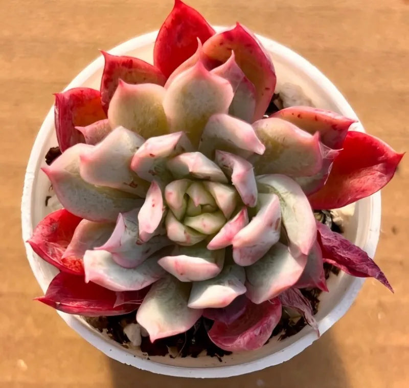 Succulent plant with pink-and-red rosette in white pot