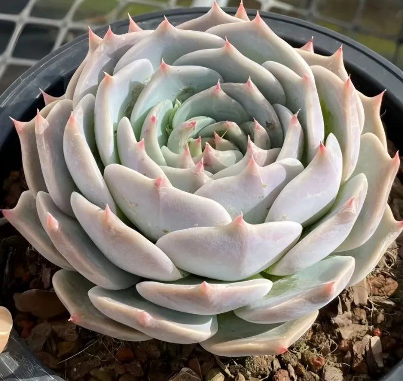 Pikachu succulent in 6.5 in pot, full rosette with rosy leaf tips