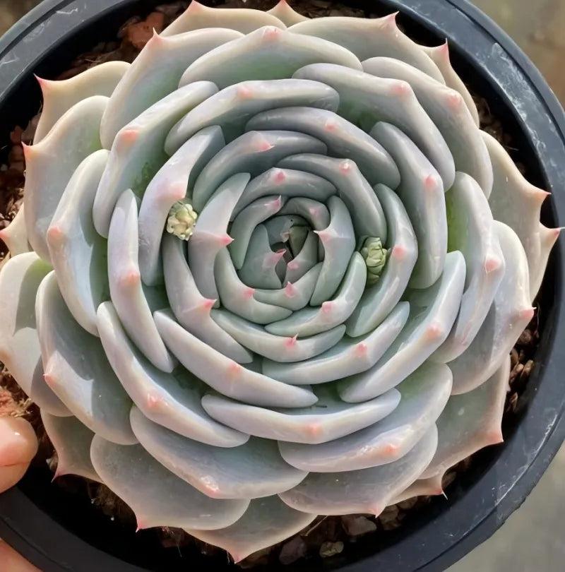 Pikachu succulent in 6.5 in pot, close-up gray-green rosette with compact center