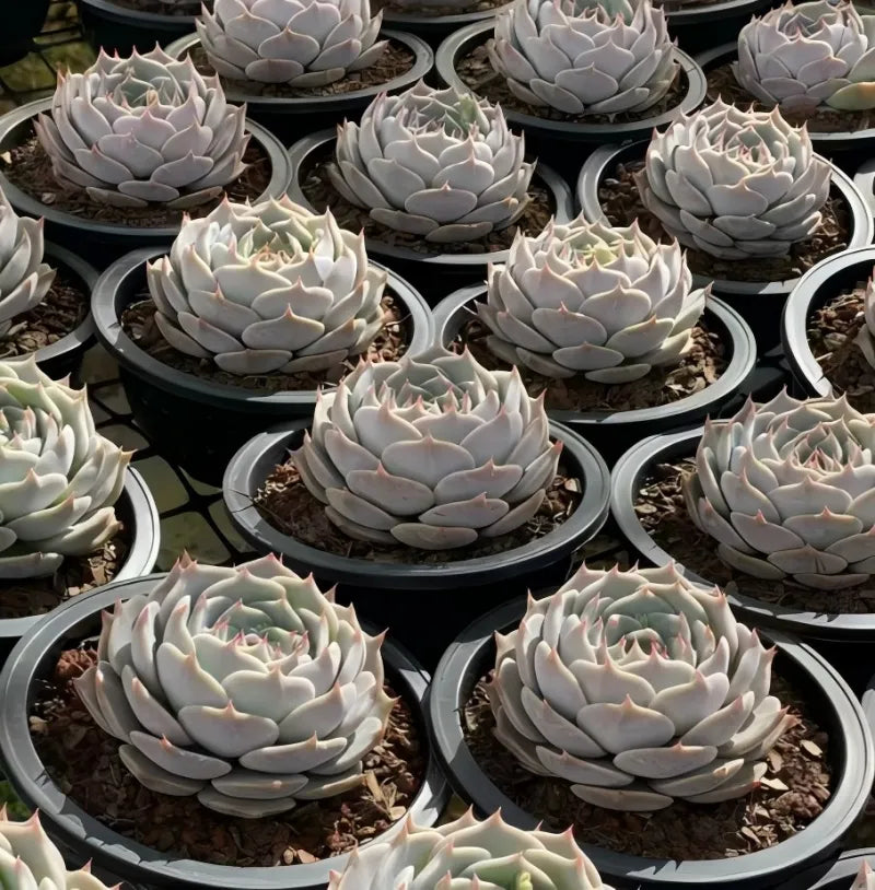 Pikachu succulent in 6.5 in pots, multiple pale rosette plants in dark trays