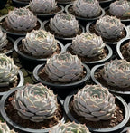 Pikachu succulent in 6.5 in pots, multiple pale rosette plants in dark trays
